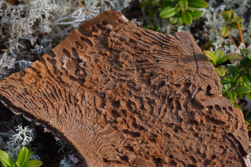  Buchdrucker oder Gro&szlig;er achtz&auml;hniger Fichtenborkenk&auml;fer (Ips typographus)