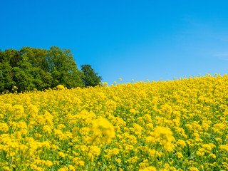 Idyllisches Rapsfeld im Frühling