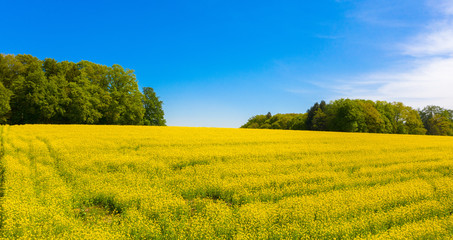 Idyllisches Rapsfeld im Frühling