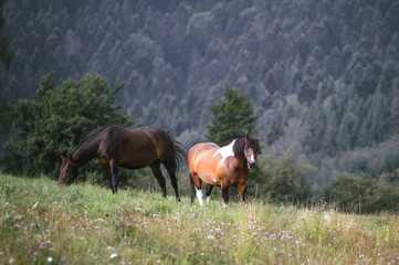 Wypas koni na łące. © Monika