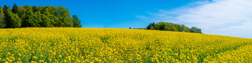 Idyllisches Rapsfeld im Frühling