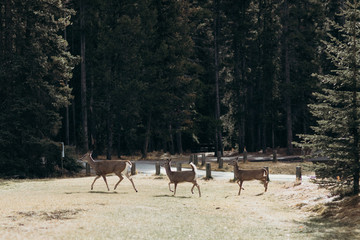 Ciervos en el bosque