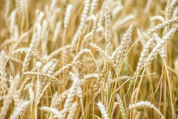 golden wheat field in summer