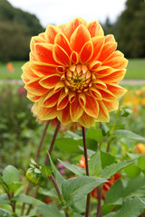 
Flowers in the spring garden