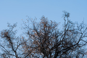 Spring and autumn leafless trees on a blue sky background. Seasonal dramatic concept. Structure and texture abstract shot. Look up beautiful view.