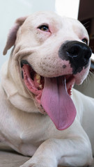 Smiling Dog Dogo Argentino. Close up porter of a white dog.