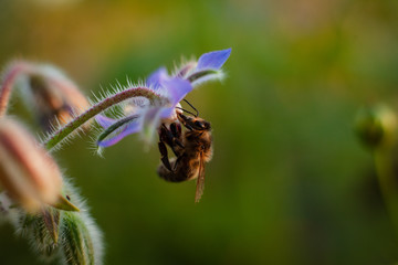 Scilla- blaue. sternförmige Blume mit Biene