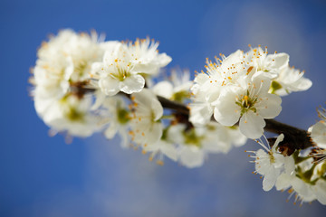 branch of cherry blossom over blue sky in spring