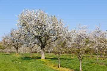 Fototapeta premium Kirschblüte in Wiesbaden-Frauenstein. 08.04.2020.