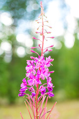Obraz premium Flowers of Fireweed, finnish summer, Sotkamo, Finland