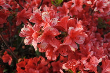 Red flowers