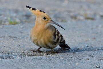 Wiedehopf bei der Futtersuche auf einem Parkplatz