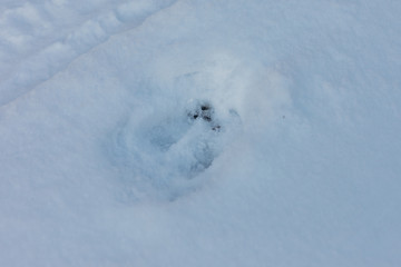 Huella de animal en la nieve