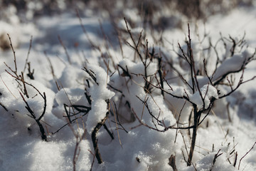 Naklejka premium ramas con nieve