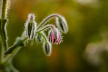 Scilla- sternförmige Blume, pink