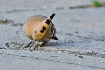 Wiedehopf bei der Futtersuche auf einem Parkplatz