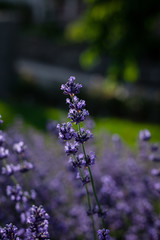 Detailaufnahme Lavendel