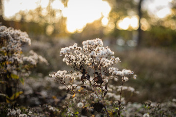 Blume im abendlichen Sonnenlicht