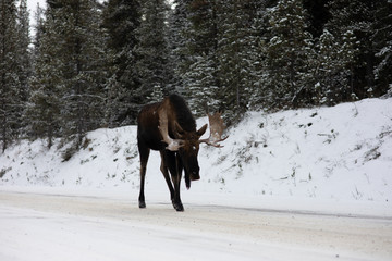 Alce macho invierno