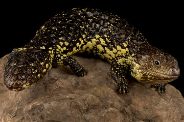 Eastern shingleback skink (Tiliqua rugosa asper)