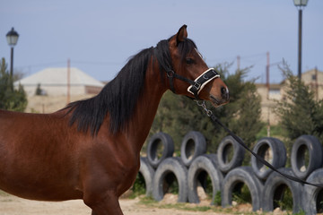 Brown young mare horse, outdoors. Сhestnut horse