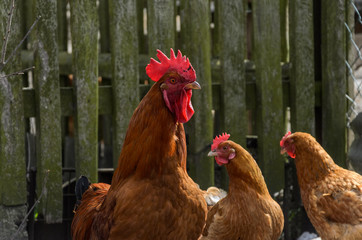 Hens and roosters walk in the yard on the farm	