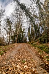 Fototapeta na wymiar Beautiful path through the woods