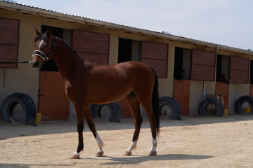 Brown young mare horse, outdoors. Сhestnut horse