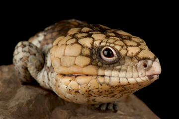 Eastern shingleback skink (Tiliqua rugosa rugosa)