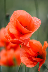 Fototapeta premium Mohn, Klatschmohn