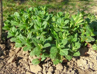 young shoots of Melissa Lemon sprout in the spring garden