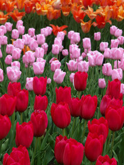 Red tulips with green backgrounds
