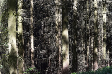 Obraz premium Pine forest