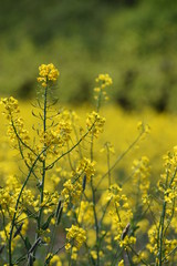 Obraz premium Mustard plant