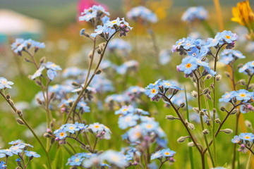 Blue wildflowers on green plants in the summer. © velotabun