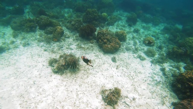 trigger fish running between corals Philippines