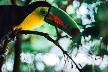 toucan on a tree