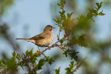 a small bird on the branch of a tree. Beautiful colors on a spring day