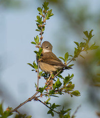 a small bird on the branch of a tree. Beautiful colors on a spring day