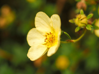 Obraz premium Closeup of a pretty yellow Potentilla flower on a bush in a summer garden