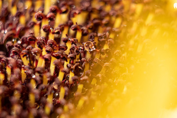 Wassertropfen auf einer Sonnenblumen Nahaufnahme