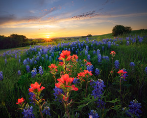 Texas Wildflowers at Sunset - 341765660