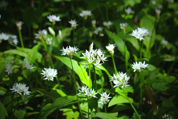 Bear's garlic (Allium ursinum) flowering in the woodland in spring