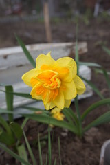 Obraz na płótnie Canvas Yellow daffodil bloomed in the flowerbed