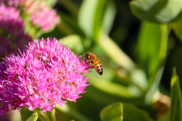 Bee sitting on the blossom of a showy stonecrop (Hylotelephium spectabile)