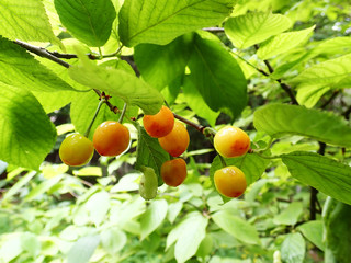Bunch of yellow cherries on branch between green leafs in Xian China