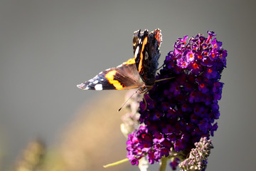Red admiral (Vanessa atalanta) on Buddleja davidii (summer lilac or butterfly-bush)