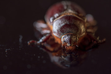 Rhinoceros beetle on a dark background. Photographed close-up.
