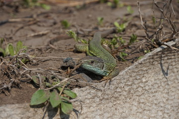 A green lizard sits near the fence in the garden.