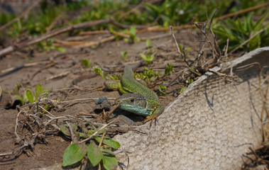 A green lizard sits near the fence in the garden.